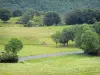 Paysages du Cantal - Parc Naturel Régional des Volcans d'Auvergne : route bordée d'arbres et de pâturages