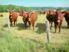 Paysages du Cantal - Vaches Salers dans un pâturage