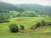 Paysages du Cantal - Parc Naturel Régional des Volcans d'Auvergne - Vallée de Cheylade : pâturages en lisière de forêt