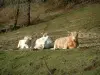 Paysages du Cantal - Vaches couchées dans un pré