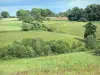 Paysages de la Corrèze - Pâturages bordés d'arbres