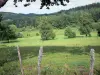 Paysages de la Corrèze - Parc Naturel Régional de Millevaches en Limousin - Plateau de Millevaches : prairie ponctuée d'arbres, en lisière de forêt, avec clôture en premier plan