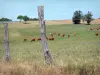 Paysages de la Corrèze - Troupeau de vaches dans un pâturage clôturé