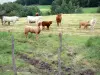 Paysages de la Corrèze - Troupeau de vaches dans un pâturage