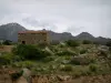 Paysages de Corse intérieure - Petite maison en pierre (bergerie), fleurs sauvages, végétation et montagnes