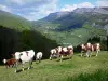 Paysages du Dauphiné - Parc Naturel Régional du Vercors (massif du Vercors) : troupeau de vaches dans un pâturage avec vue sur les montagnes du Vercors