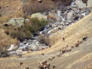 Paysages du Dauphiné - Oisans - Route pastorale du col de Sarenne : troupeau de moutons dans un alpage au bord d'un petit torrent