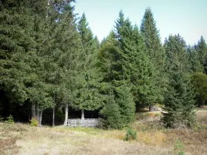 Paysages du Dauphiné - Forêt de sapins