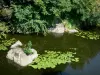 Paysages des Deux-Sèvres - Vallée du Thouet : rivière Thouet parsemée de nénuphars, et arbres au bord de l'eau