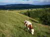 Paysages du Doubs - Vaches Montbéliardes dans un pré