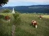 Paysages du Doubs - Vaches Montbéliardes dans une prairie, collines en arrière-plan