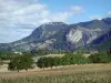 Paysages de la Drôme - Parc Naturel Régional du Vercors : champ ponctué d'arbres, au pied des montagnes