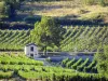Paysages de la Drôme - Vignes du Diois