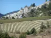Paysages de la Drôme - Parc Naturel Régional des Baronnies Provençales : champs de lavandes