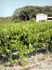 Paysages de la Drôme - Maison en bordure d'un champ de vignes