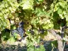 Paysages de la Drôme - Grappes de raisin d'une vigne