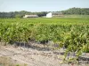 Paysages de la Drôme - Champ de vignes
