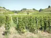 Paysages de la Drôme - Vignes du vignoble de l'Hermitage