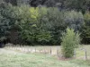 Paysages d'Eure-et-Loir - Pâturage, clôture et arbres ; dans le Perche