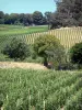 Paysages de la Gironde - Vignoble de Bordeaux : vignes de Saint-Émilion