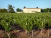 Paysages de la Gironde - Vignoble bordelais : château Haut Barrail et ses vignes, domaine viticole à Bégadan, dans le Médoc