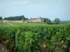 Paysages de la Gironde - Vignes en premier plan avec vue sur le château d'Yquem, domaine viticole à Sauternes, dans le vignoble de Bordeaux