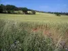 Paysages de Haute-Garonne - Fleurs sauvages en premier plan, champ de blé et arbres, dans le Lauragais