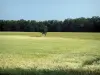 Paysages de Haute-Garonne - Arbre dans un champ de blé, dans le Lauragais