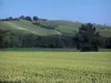 Paysages de Haute-Garonne - Champs et arbres