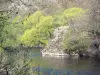 Paysages de la Haute-Loire - Gorges de l'Alagnon : rivière Alagnon bordée d'arbres
