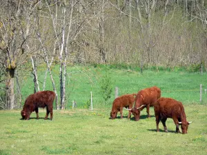 Paysages de la Haute-Loire - Vaches dans un pré entouré d'arbres