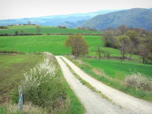 Paysages de la Haute-Loire - Chemin bordé de prés