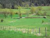 Paysages de la Haute-Loire - Succession de prés ponctués d'arbres