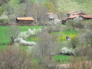 Paysages de la Haute-Loire - Maisons en pierre entourées d'arbres et de prairies en fleurs