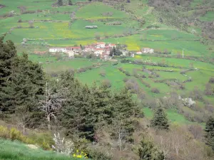 Paysages de la Haute-Loire - Hameau entouré de pâturages, sapins en premier plan