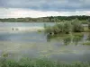 Paysages de la Haute-Marne - Lac du Der-Chantecoq, arbres dans l'eau, et rive boisée