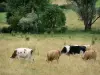 Paysages de la Haute-Marne - Vaches dans un pâturage