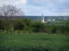 Paysages d'Indre-et-Loire - Champ de maïs, arbres, clocher d'église et ciel nuageux