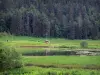 Paysages jurassiens - Lac de Lamoura et forêt de sapins (arbres), dans le Parc Naturel Régional du Haut-Jura