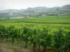 Paysages jurassiens - Vignes du vignoble jurassien, maisons et champs