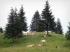 Paysages jurassiens - Troupeau de vaches dans un pâturage (alpage), sapins ; dans le Parc Naturel Régional du Haut-Jura