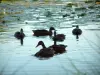Paysages des Landes - Canards flottant sur l'eau d'un étang landais