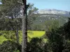 Paysages du Languedoc - Arbres, arbustes, champ et falaises (parois rocheuses) en arrière-plan