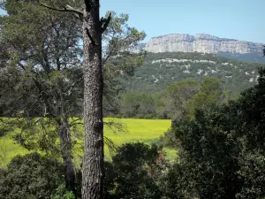 Paysages du Languedoc - Arbres, arbustes, champ et falaises (parois rocheuses) en arrière-plan