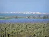 Paysages du Languedoc - Champ de vignes, arbustes, étangs et station balnéaire de Palavas-les-Flots en arrière-plan
