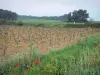 Paysages du Languedoc - Vignes, fleurs sauvages (coquelicots), champs et arbres