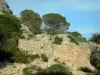 Paysages du Languedoc - Roche et arbustes