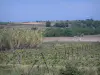 Paysages du Languedoc - Champs de vignes, roseaux et arbres