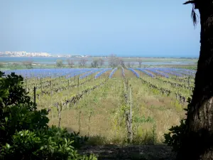 Paysages du Languedoc - Champ de vignes, arbustes, étangs et station balnéaire de Palavas-les-Flots en arrière-plan