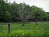 Paysages du Limousin - Fleurs sauvages, prairie et arbres